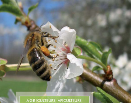 Nos abeilles en danger ...