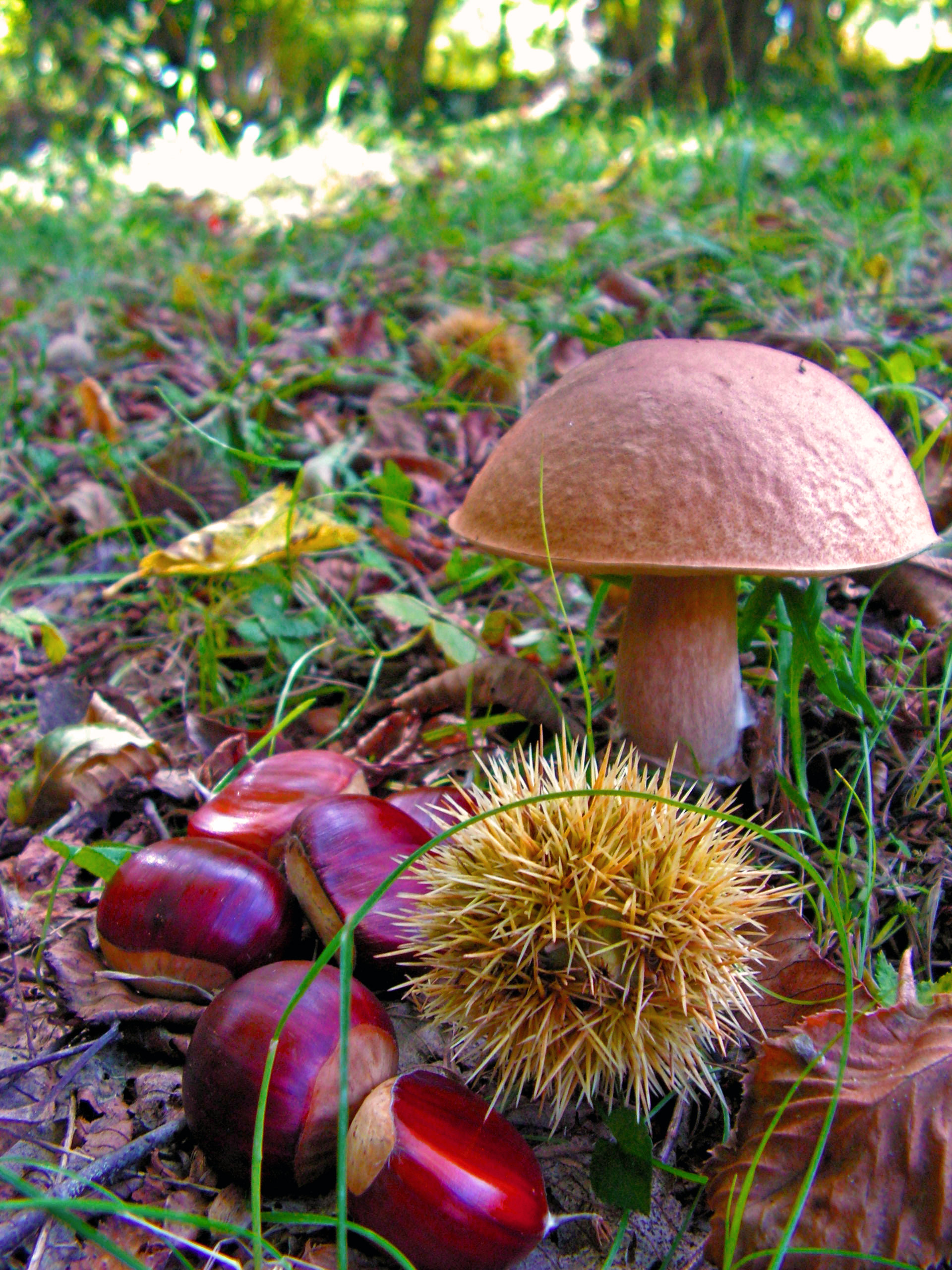 Sortie champignons annulée