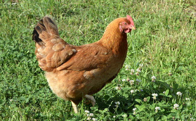 Adoption de poules pondeuses