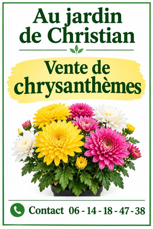 💐 Vente de Chrysanthèmes - Producteur Local 💐
