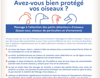 Grippe aviaire - Risque élevé en Ille-et-Vilaine